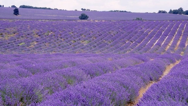 Provence Lavender Tour  a unique tour that explores the off the beaten