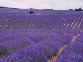 provence lavender field