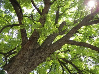 Majestic trees to shade our delicious lunch