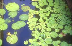 A picture of tranquility, gardens and water are an important part of the Balinese love of beauty