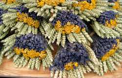 The harvest of summer - wheat and lavender