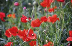 Vibrant fields of poppies emblasoned across the hillsides