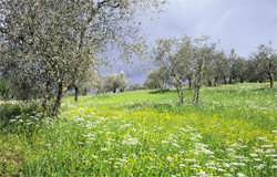 Arcillea, wild mustard and olive tress in vibrant spring colours