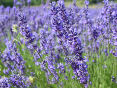 Flowering lavender