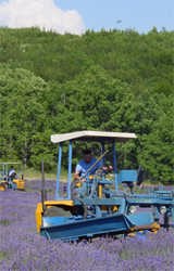 lavender harvesting in provence