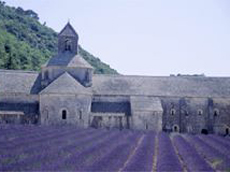 ancient abbey and lavander field from out heart of provence tour