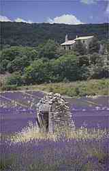 lavender field and provencale well